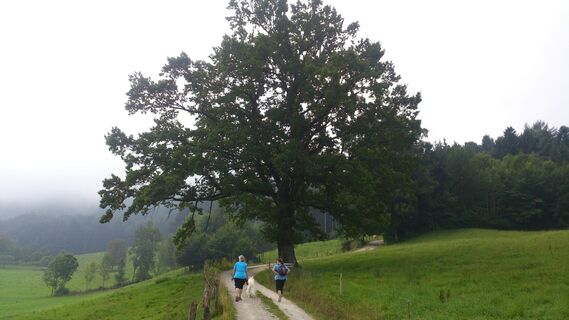 Anstieg zum Brunnholzwald