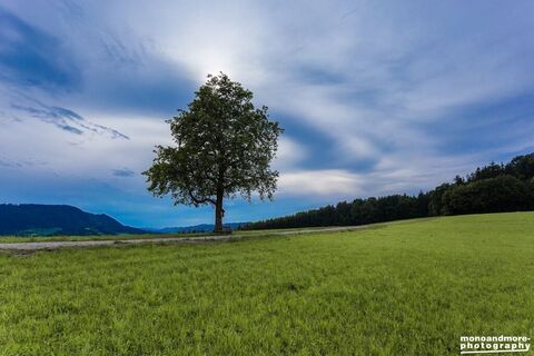 Der einsame Baum