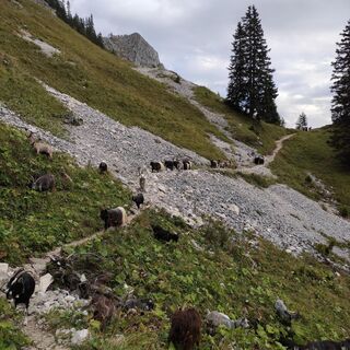 Strecke Trailrun 2025