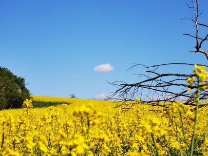 Blühende Rapsfelder zieren im Frühjahr die Radwege