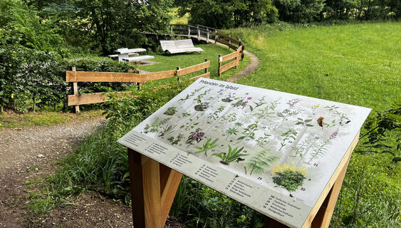 Infotafel "Pflanzen im Wald"
