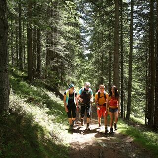 Wandern durch den Wald