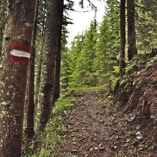 auf Waldwegen unterwegs