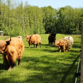 Tiere in der Nähe von Luzarches