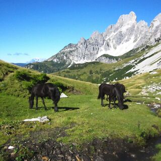 Im Gebiet Sulzenalm mit der Bischofsmütze im Hintergrund.