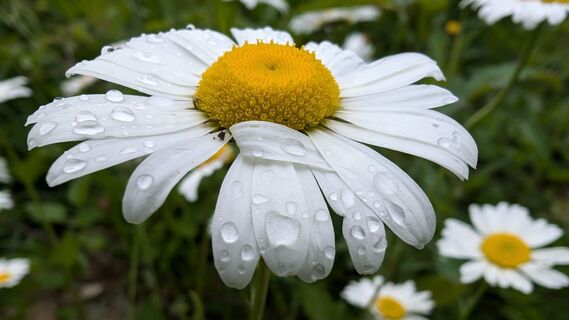 Fotografija s spletne strani Klaus Lehner na poti