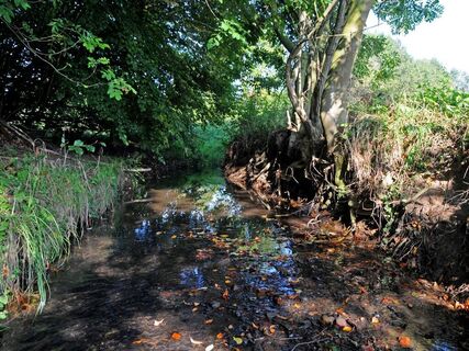 Kilverbach im Naturschutzgebiet
