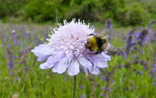 Witwenblume