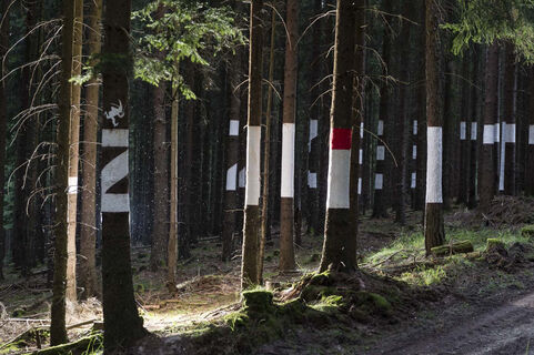"WaldVerWortung! - Kunst am Spessartbogen