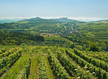 Blick von den Weinrieden in Krustetten auf das Stift Göttweig
