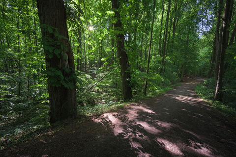 Wanderweg im Salemer Moor