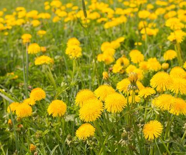 Löwenzahnblüte