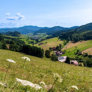 Der Kinzigtalsteig führt zu zahlreichen Aussichtspunkten, wie hier in Welschensteinach.