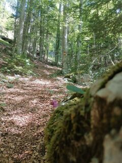 Foto von Turbinio entlang der Tour