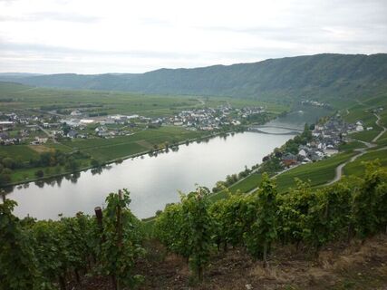 Die Mosel bei Piesport
