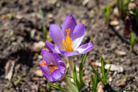 Lilane Blume