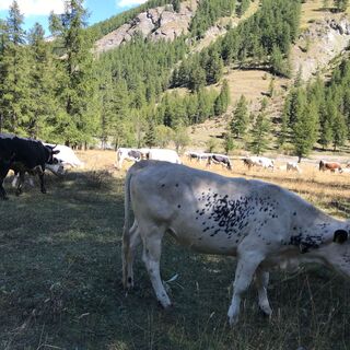 Weiden im Argentera-Tal