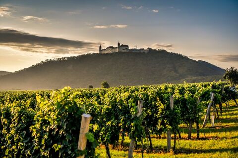 Weinlandschaft mit Stift Göttweig