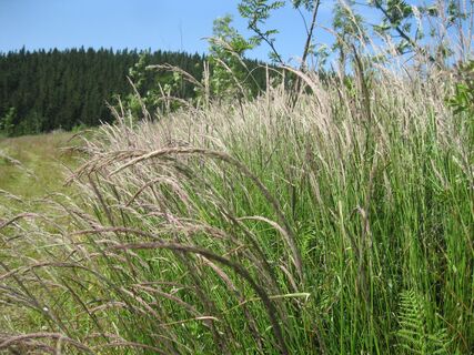 Feistritzsattel . Hochwechsel
