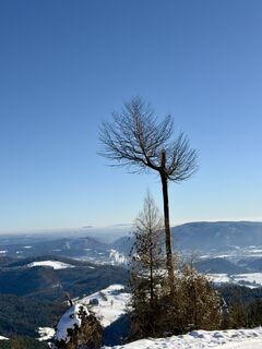 Photo de firebird 93 le long du parcours