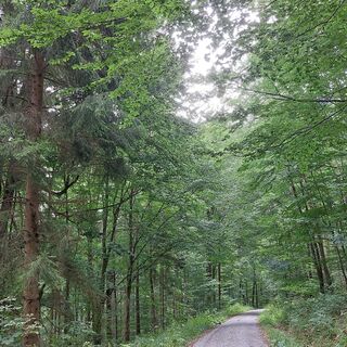 Waldweg vor Rötenbach