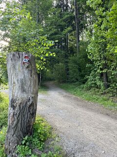 Hinter dem Bahnsteig 1 gehts direkt in den Wald hinein