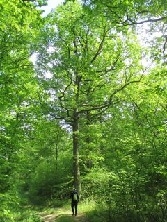 imposante Eiche