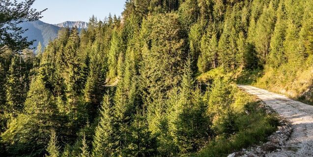 Abfahrt mit Ausblick auf den Dürrnstein und das Wildnisgebiet