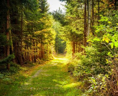 Wandern zwischen Manebach, Elgersburg und der Hohen Warte