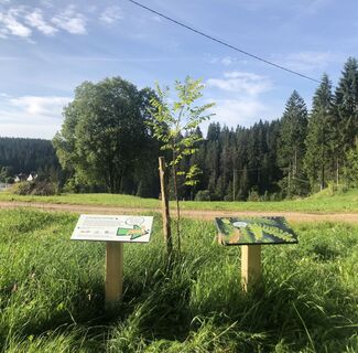 Schlaufuchspfad Einstieg am Pfälzer Eck