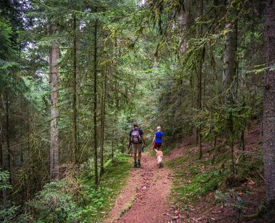 Verschlungene Pfade führen durch den zauberhaften Wald