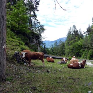 Nach der Querung der Wildbachverbauung zweigt der Steig 412 h zur Steinalm nach rechts ab.