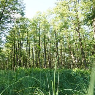 Waldimpressionen Dübener Heide