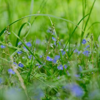 Blumenwiese