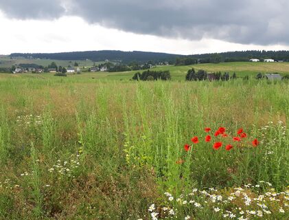 Bergwiese Rübenau