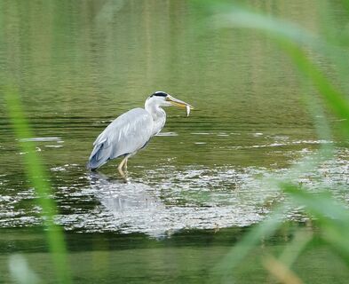aue-chly-rhy-fischreiher-mit-gewaechs
