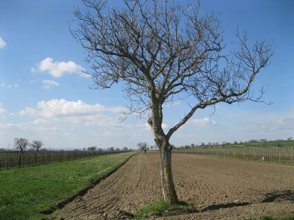 Breitenbrunn - Donnerskirchen
