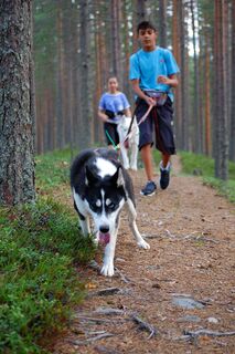 Husky trekking in Kuhmo, Finnland