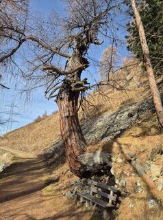 Fotografija s spletne strani Thomi W na poti