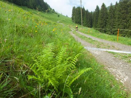 Weg vor La Balisaz - Panorama Bike Etappe 12