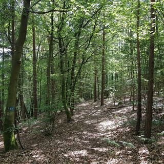 Pfad vom Saufelsen Richtung Schwabfelsen