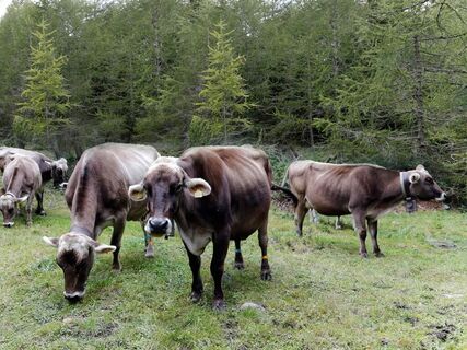 Die Alpbetriebe im Val Pontirone