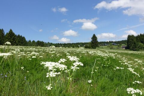Bergwiesen mit Bärwurz
