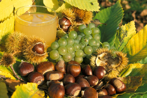Kastanie mit neuem Wein