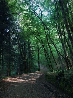 Wald von Rothonne in Belley