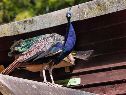 Sahnpark Crimmitschau - Tiergehege