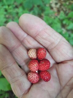 Foto van stuebi langs de tour
