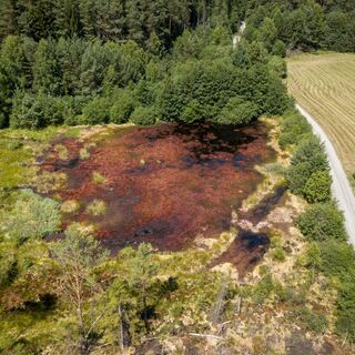 Moor bei den Franzosenwiesen