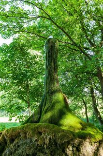 Wasserbaum