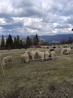 Fotografija s spletne strani Romek Dwornik na poti